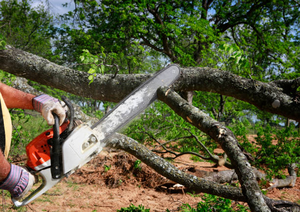 Trusted Mogadore, OH Tree Care  Experts